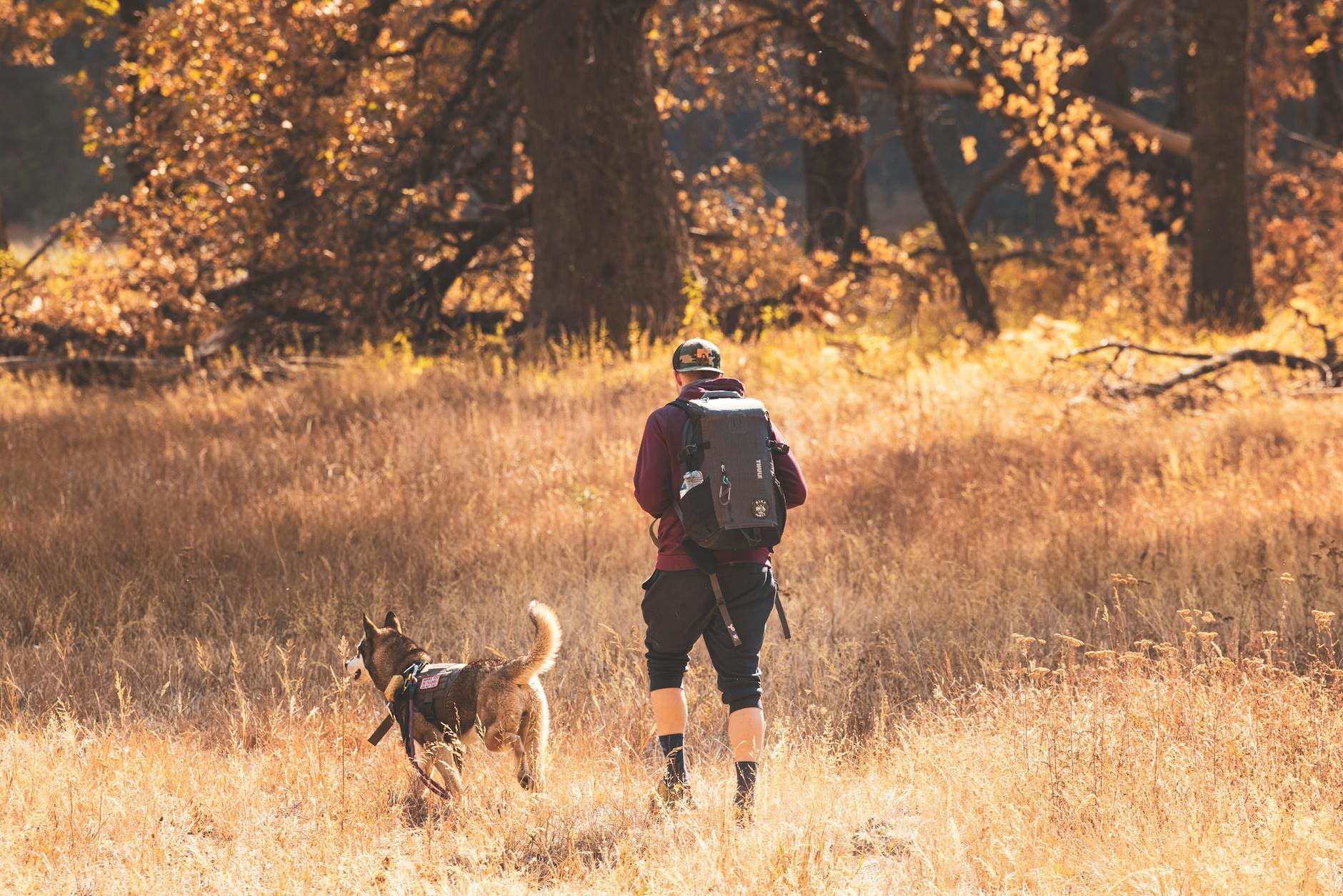 #https://www.pexels.com/photo/outdoor-hiking-adventure-in-autumn-forest-29013591/