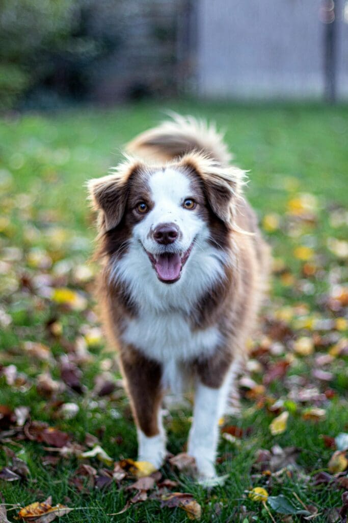 Pexels-csibeman-19024664 - Doggy Detail #