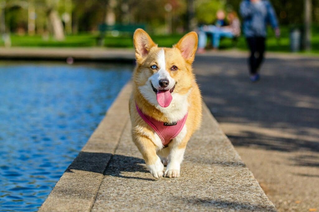 Pexels-hnoody93-58997 - Doggy Detail #