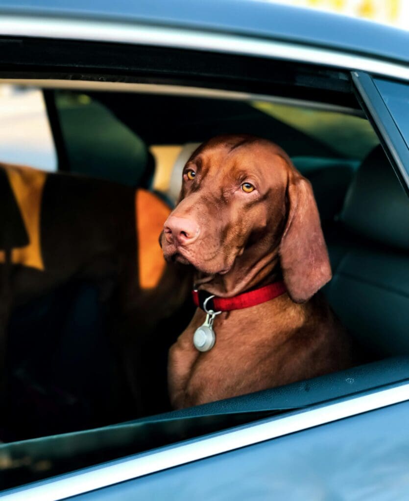 Pexels-roth-pics-2797318 - Doggy Detail #