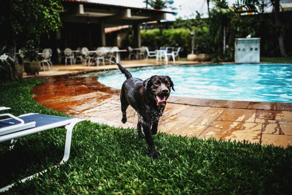 Pexels-helenalopes-1844900 - Doggy Detail #