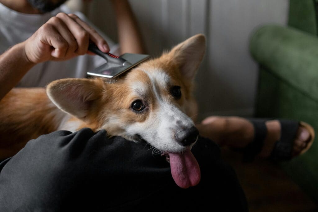 Pexels-ron-lach-9986355 - Doggy Detail #