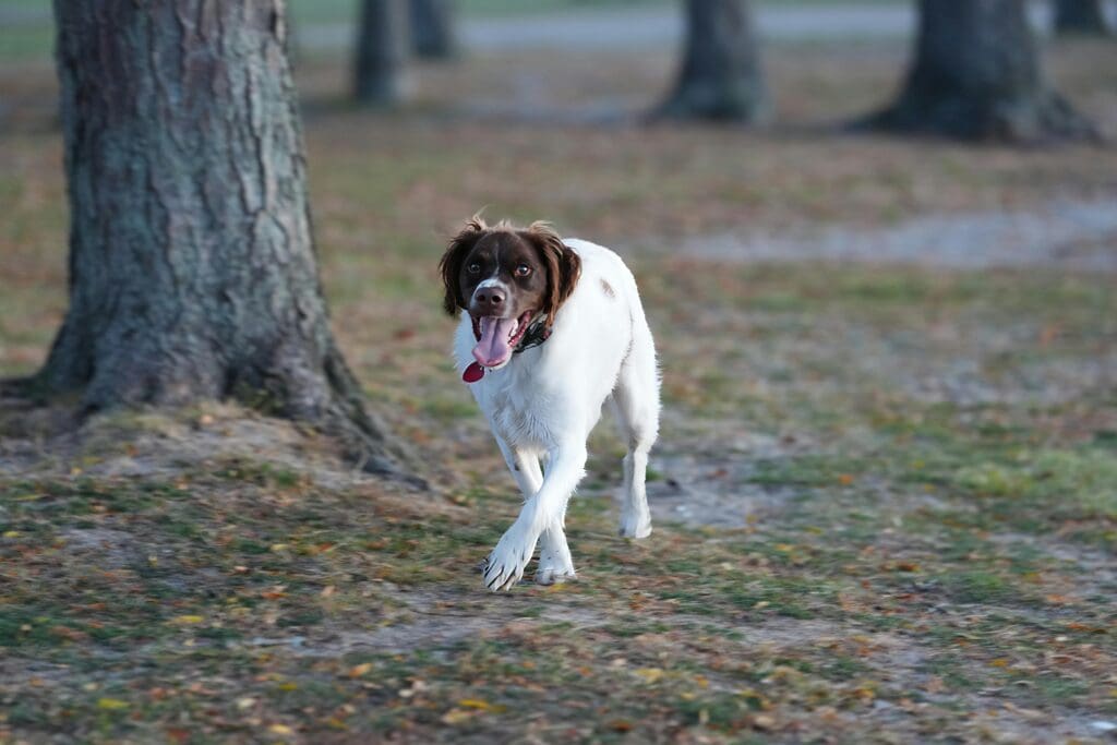 #A brown-and-white dog running toward the camera in a park with trees and fallen leaves, tongue out, wearing a collar.